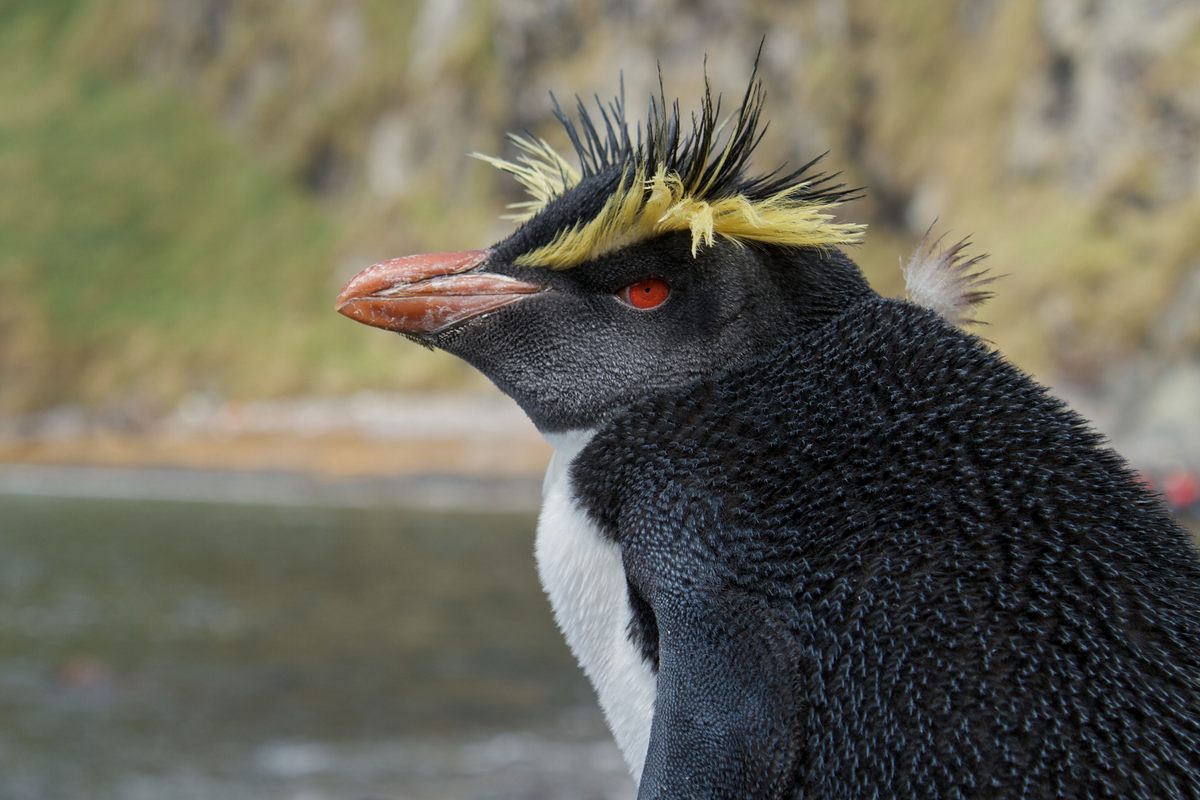 A northern rockhopper penguin on Inaccessible Island.